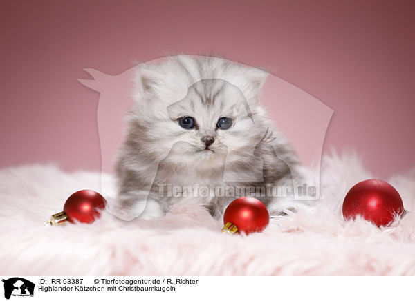 Highlander Ktzchen mit Christbaumkugeln / Highlander Kitten with Christmas tree balls / RR-93387