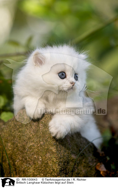 Britisch Langhaar Ktzchen liegt auf Stein / British longhair kitten lies on stone / RR-100643