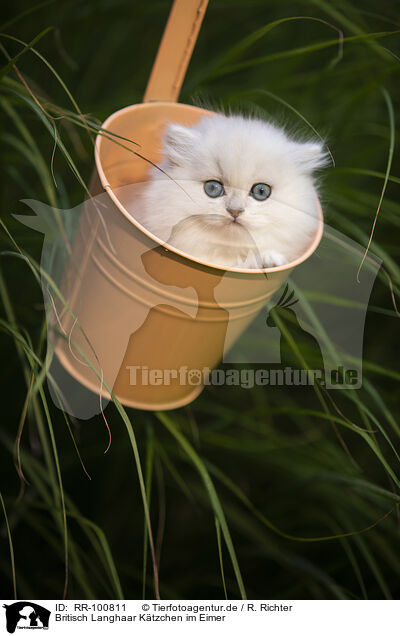 Britisch Langhaar Ktzchen im Eimer / British long-haired kitten in a bucket / RR-100811