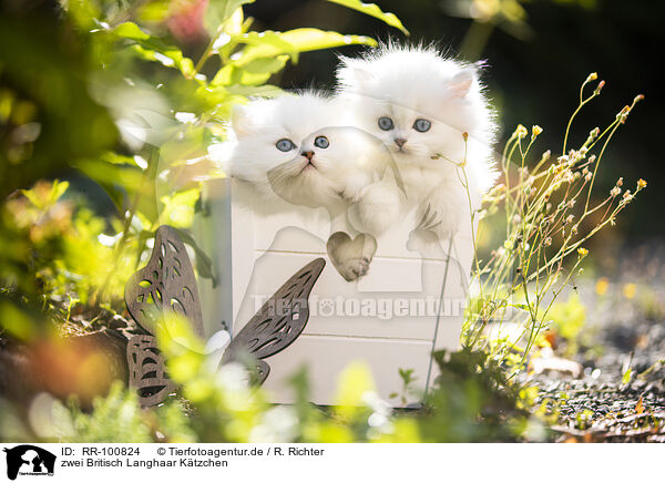 zwei Britisch Langhaar Ktzchen / two British Longhair kittens / RR-100824