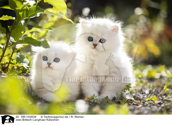 zwei Britisch Langhaar Ktzchen / two British Longhair kittens / RR-100838