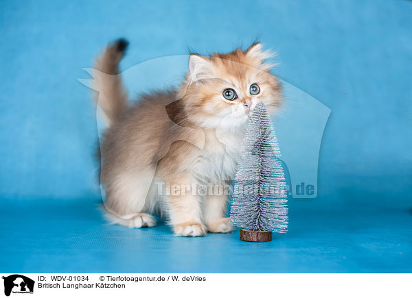 Britisch Langhaar Ktzchen / British Longhair Kitten / WDV-01034