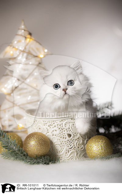 Britisch Langhaar Ktzchen mit weihnachtlicher Dekoration / British Longhair Kitten with christmas decoration / RR-101011