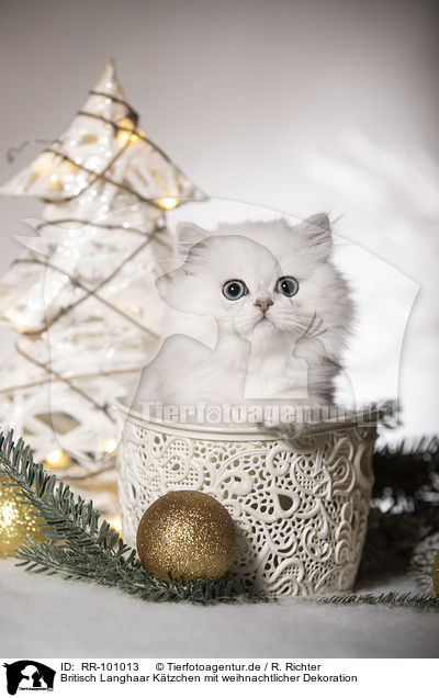 Britisch Langhaar Ktzchen mit weihnachtlicher Dekoration / British Longhair Kitten with christmas decoration / RR-101013