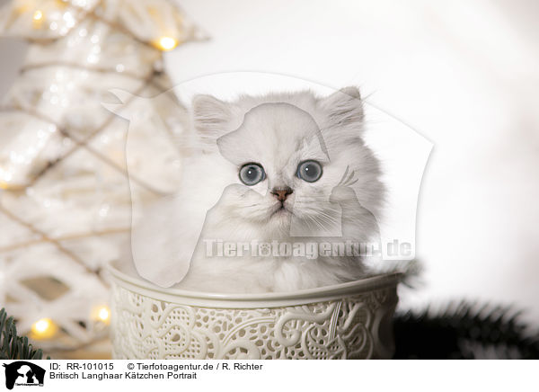 Britisch Langhaar Ktzchen Portrait / British Longhair Kitten portrait / RR-101015