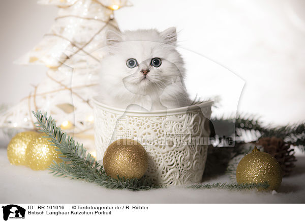 Britisch Langhaar Ktzchen Portrait / British Longhair Kitten portrait / RR-101016