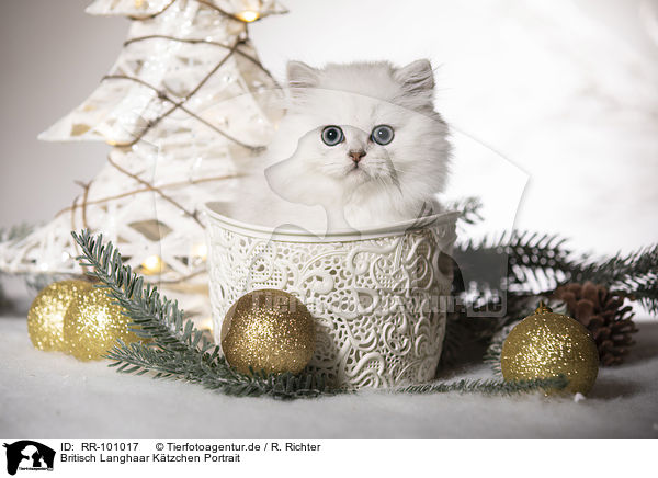 Britisch Langhaar Ktzchen Portrait / British Longhair Kitten portrait / RR-101017