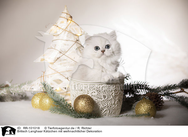 Britisch Langhaar Ktzchen mit weihnachtlicher Dekoration / British Longhair Kitten with christmas decoration / RR-101018