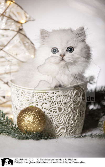 Britisch Langhaar Ktzchen mit weihnachtlicher Dekoration / British Longhair Kitten with christmas decoration / RR-101019