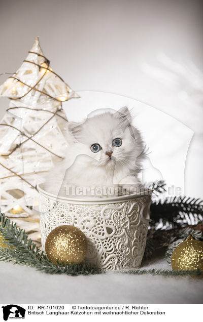 Britisch Langhaar Ktzchen mit weihnachtlicher Dekoration / British Longhair Kitten with christmas decoration / RR-101020