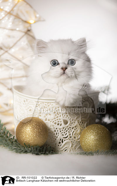 Britisch Langhaar Ktzchen mit weihnachtlicher Dekoration / British Longhair Kitten with christmas decoration / RR-101022