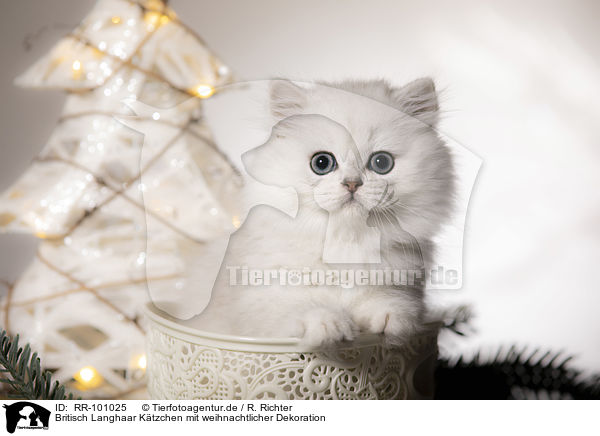 Britisch Langhaar Ktzchen mit weihnachtlicher Dekoration / British Longhair Kitten with christmas decoration / RR-101025