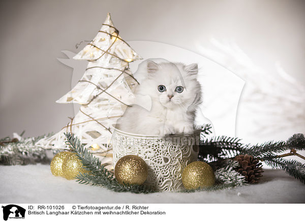 Britisch Langhaar Ktzchen mit weihnachtlicher Dekoration / British Longhair Kitten with christmas decoration / RR-101026