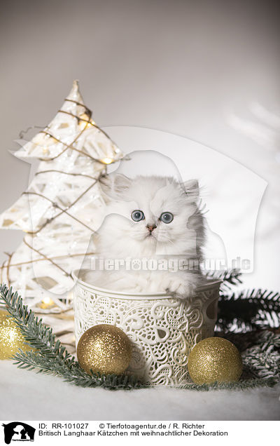 Britisch Langhaar Ktzchen mit weihnachtlicher Dekoration / British Longhair Kitten with christmas decoration / RR-101027