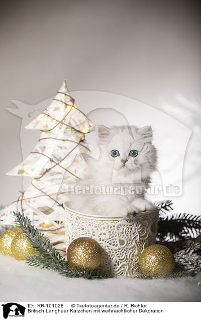 Britisch Langhaar Ktzchen mit weihnachtlicher Dekoration / British Longhair Kitten with christmas decoration / RR-101028