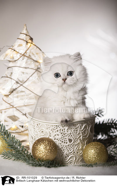 Britisch Langhaar Ktzchen mit weihnachtlicher Dekoration / British Longhair Kitten with christmas decoration / RR-101029