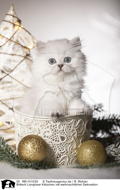 Britisch Langhaar Ktzchen mit weihnachtlicher Dekoration / British Longhair Kitten with christmas decoration / RR-101030