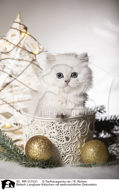Britisch Langhaar Ktzchen mit weihnachtlicher Dekoration / British Longhair Kitten with christmas decoration / RR-101031