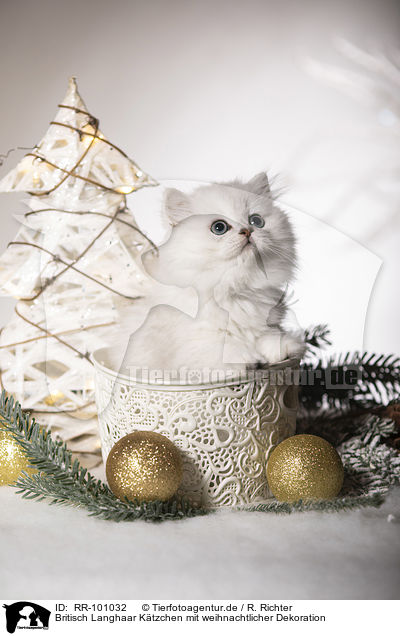 Britisch Langhaar Ktzchen mit weihnachtlicher Dekoration / British Longhair Kitten with christmas decoration / RR-101032