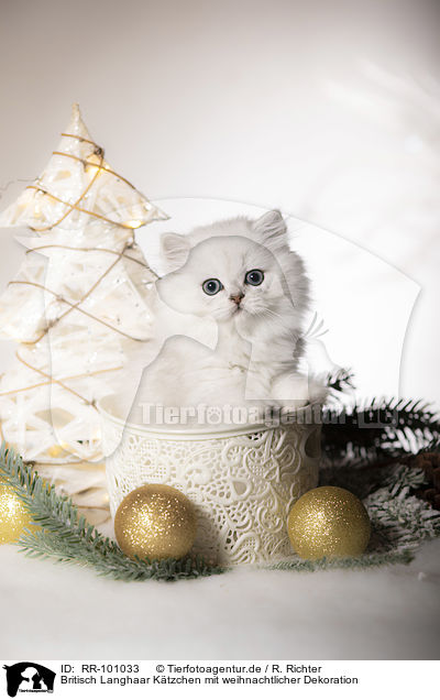 Britisch Langhaar Ktzchen mit weihnachtlicher Dekoration / British Longhair Kitten with christmas decoration / RR-101033