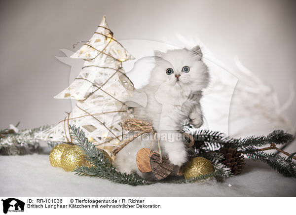 Britisch Langhaar Ktzchen mit weihnachtlicher Dekoration / British Longhair Kitten with christmas decoration / RR-101036