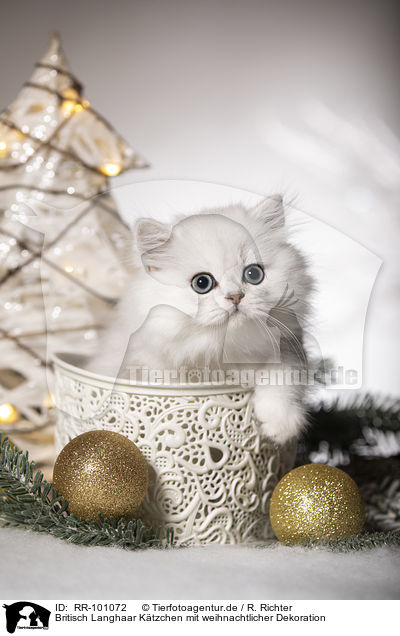 Britisch Langhaar Ktzchen mit weihnachtlicher Dekoration / British Longhair Kitten with christmas decoration / RR-101072