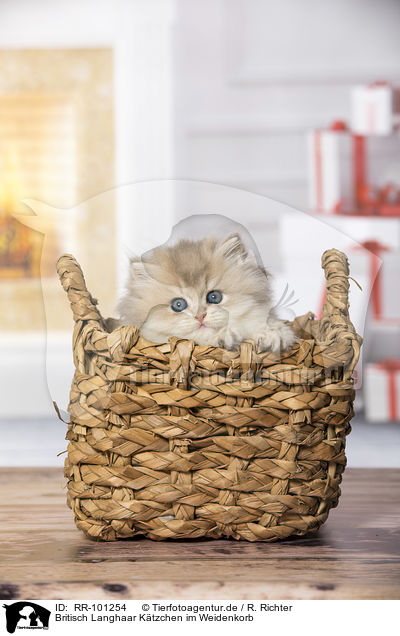 Britisch Langhaar Ktzchen im Weidenkorb / British Longhair Kitten in the wicker basket / RR-101254