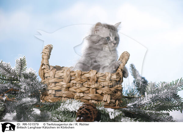 Britisch Langhaar Ktzchen im Krbchen / British Longhair Kitten in a basket / RR-101579