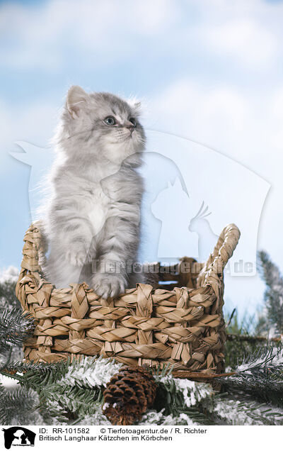 Britisch Langhaar Ktzchen im Krbchen / British Longhair Kitten in a basket / RR-101582