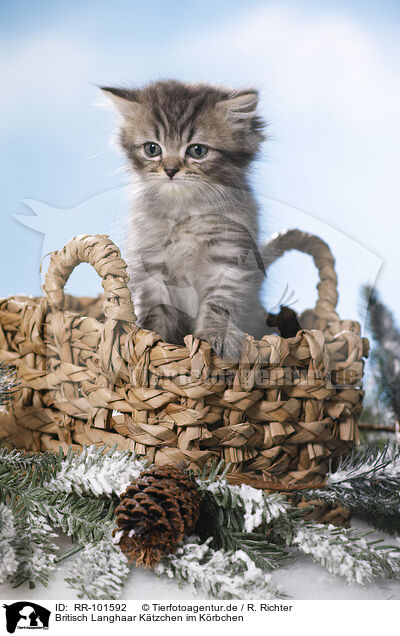 Britisch Langhaar Ktzchen im Krbchen / British Longhair Kitten in a basket / RR-101592