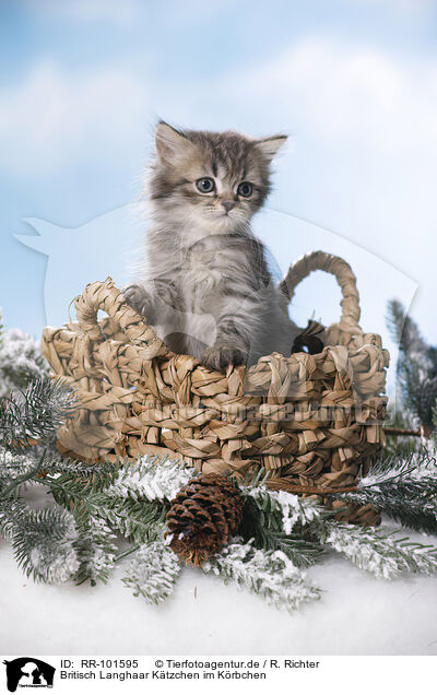 Britisch Langhaar Ktzchen im Krbchen / British Longhair Kitten in a basket / RR-101595