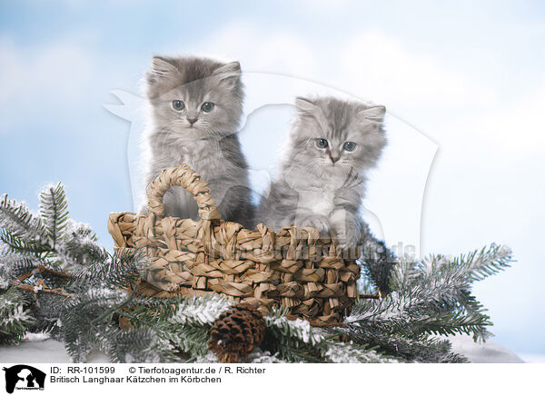 Britisch Langhaar Ktzchen im Krbchen / British Longhair Kitten in a basket / RR-101599