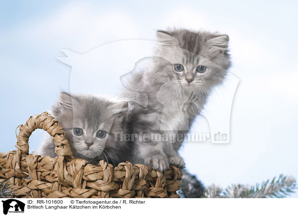 Britisch Langhaar Ktzchen im Krbchen / British Longhair Kitten in a basket / RR-101600