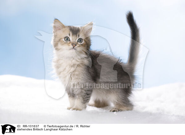 stehendes Britisch Langhaar Ktzchen / standing British Longhair Kitten / RR-101637