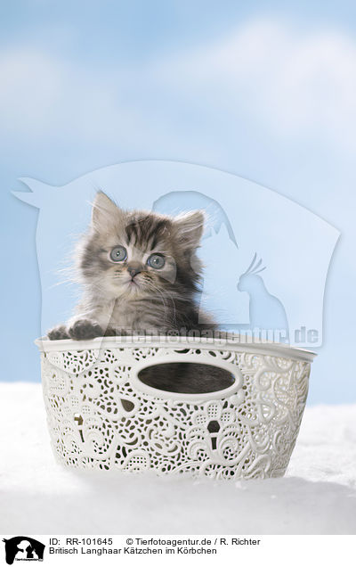 Britisch Langhaar Ktzchen im Krbchen / British Longhair Kitten in a basket / RR-101645