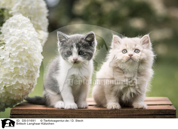 Britisch Langhaar Ktzchen / British Longhair Kitten / DS-01691