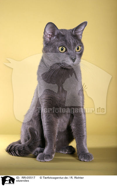 sitzendes / sitting Korat / RR-05517