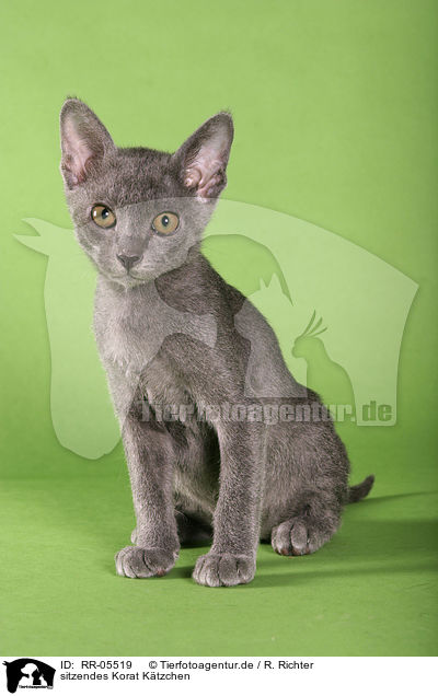 sitzendes Korat Ktzchen / sitting kitty / RR-05519