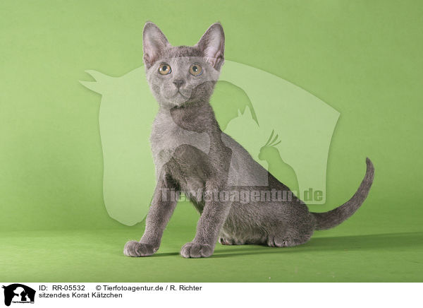 sitzendes Korat Ktzchen / RR-05532