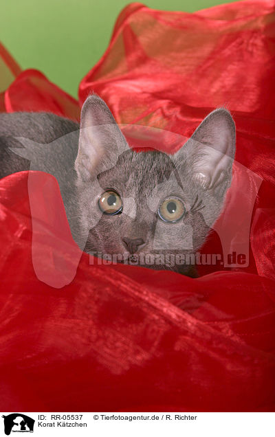 Korat Ktzchen / Kitty Portrait / RR-05537