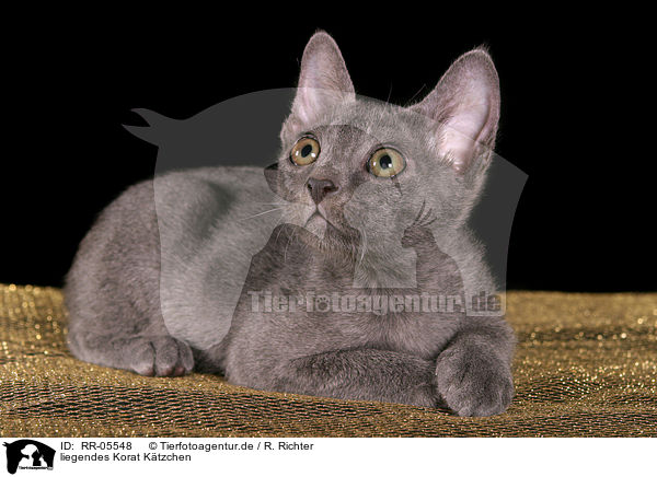 liegendes Korat Ktzchen / lying korat kitty / RR-05548