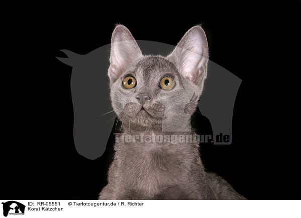 Korat Ktzchen / Kitty Portrait / RR-05551