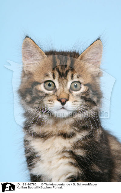 Kurilian Bobtail Ktzchen Portrait / Kurilian Bobtail kitten portrait / SS-16785