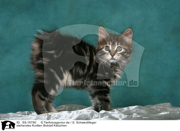 stehendes Kurilian Bobtail Ktzchen / standing Kurilian Bobtail kitten / SS-16790