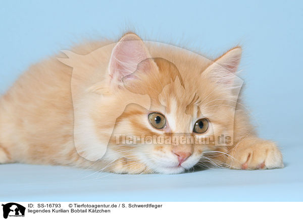 liegendes Kurilian Bobtail Ktzchen / lying Kurilian Bobtail kitten / SS-16793