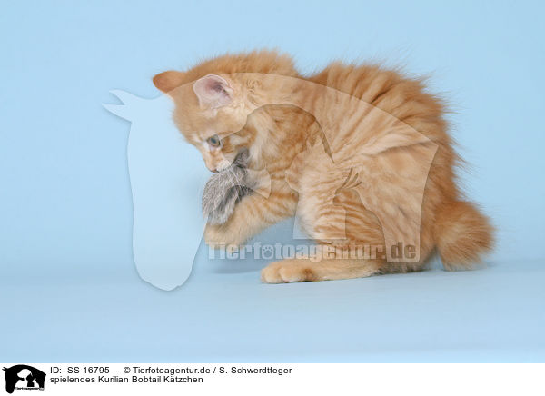 spielendes Kurilian Bobtail Ktzchen / playing Kurilian Bobtail kitten / SS-16795