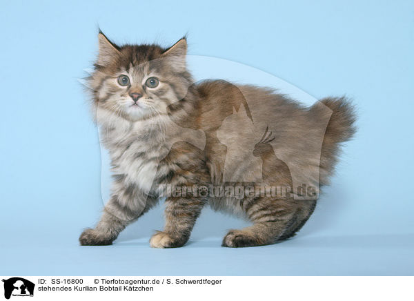 stehendes Kurilian Bobtail Ktzchen / standing Kurilian Bobtail kitten / SS-16800