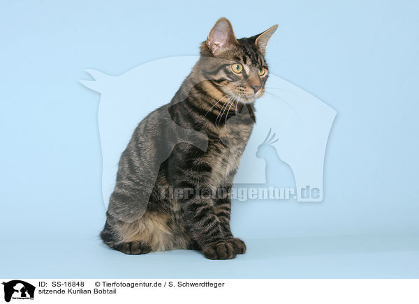 sitzende Kurilian Bobtail / sitting Kurilian Bobtail / SS-16848