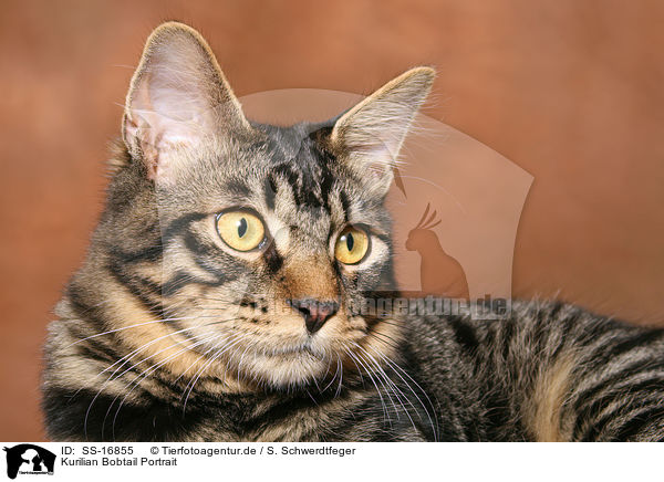 Kurilian Bobtail Portrait / SS-16855