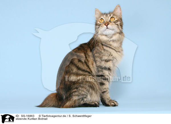 sitzende Kurilian Bobtail / sitting Kurilian Bobtail / SS-16863